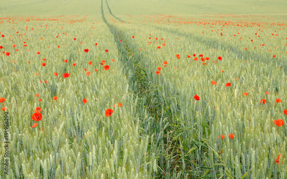 Fototapeta premium Coquelicots in the field 