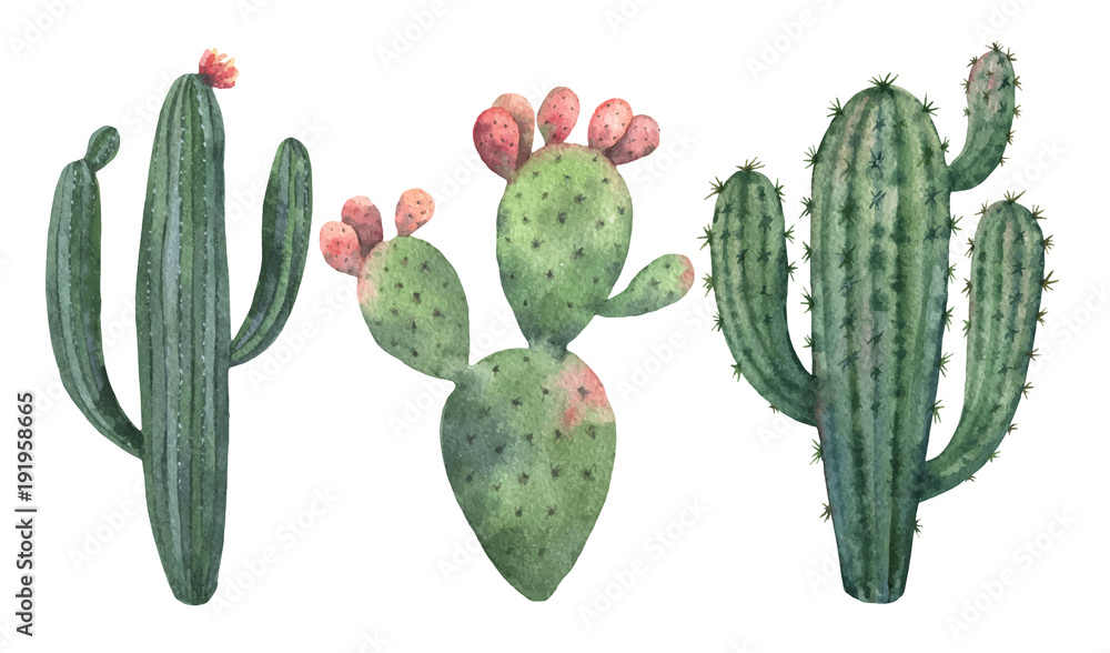 Fototapeta premium Akwarela wektor zestaw kaktusów i soczyste rośliny na białym tle.