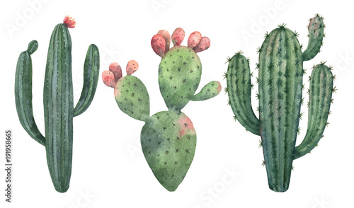Fotografering Watercolor vector set of cacti and succulent plants isolated on white background