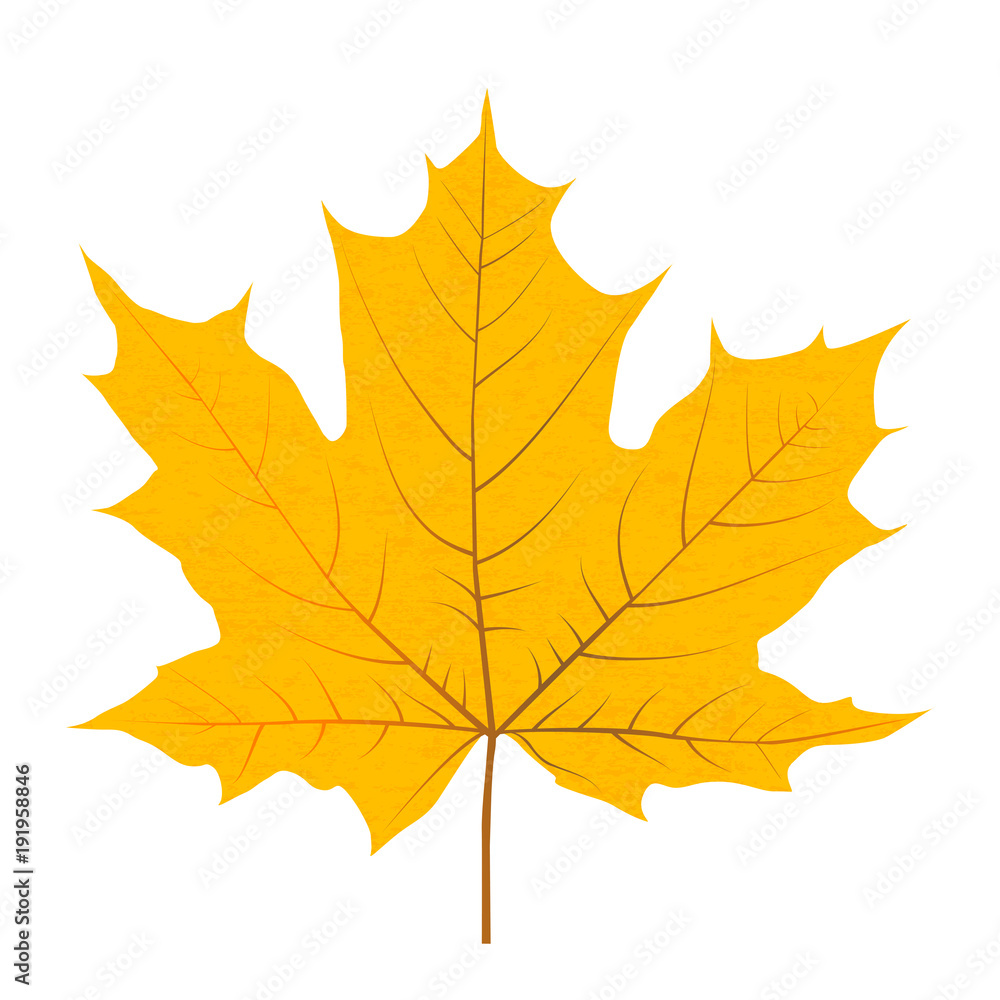 Yellow autumn leaf isolated on white background Yellow autumn leaf isolated on white background