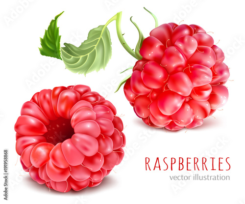 Raspberries. Vector illustration.