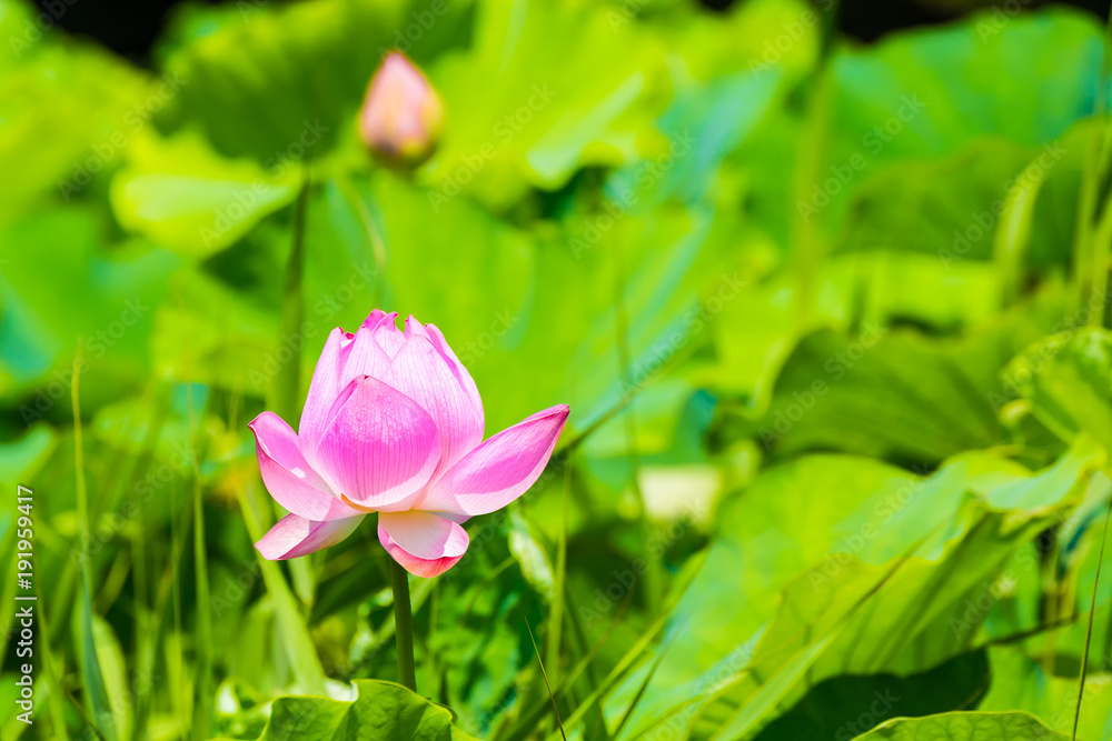 The Lotus Flower.Background is the lotus leaf and lotus bud.Shooting location is Yokohama, Kanagawa Prefecture Japan.