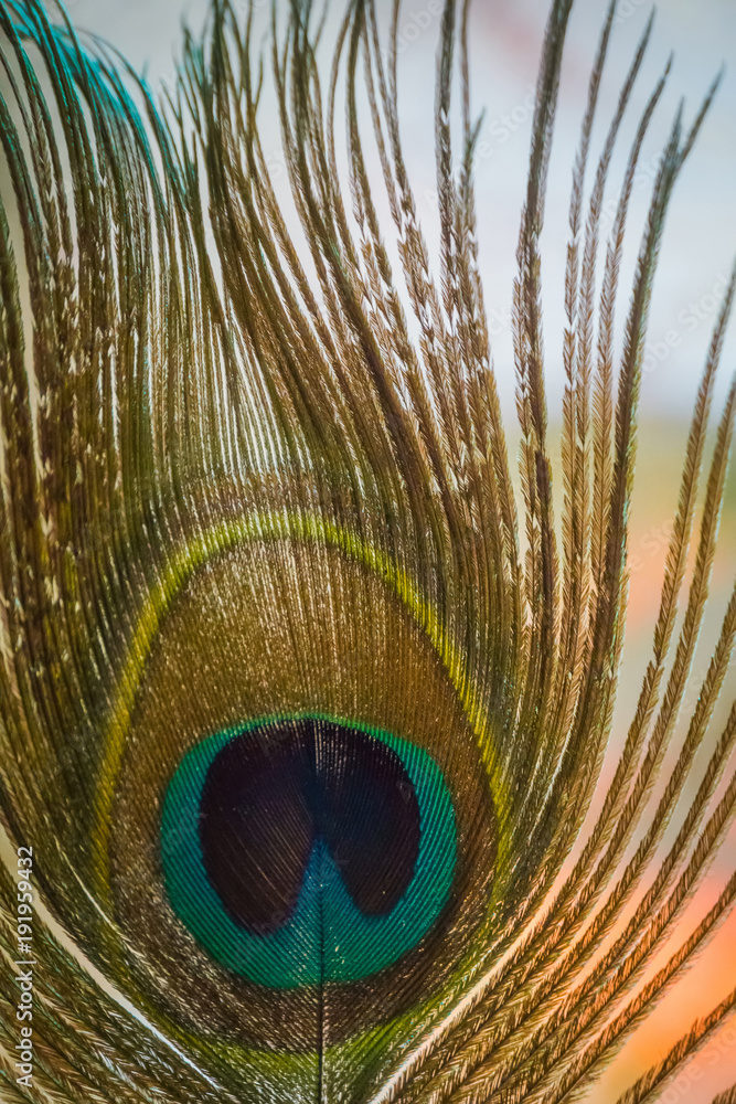 Naklejka premium Peacock Feather Macro