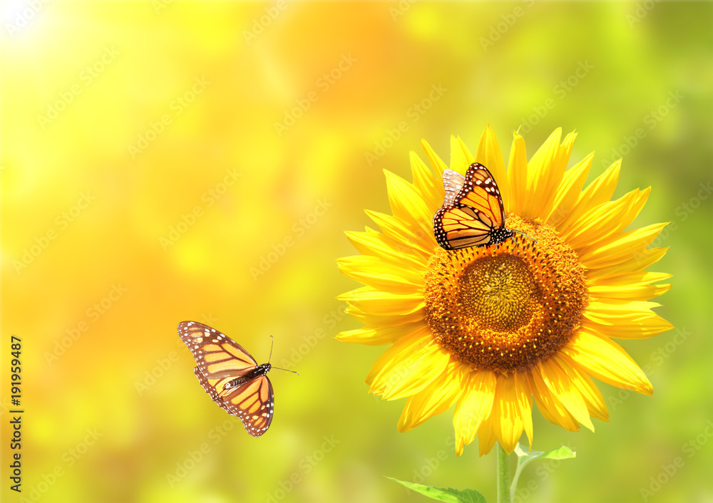 Obraz premium Sunflower and monarch butterflies on blurred sunny background