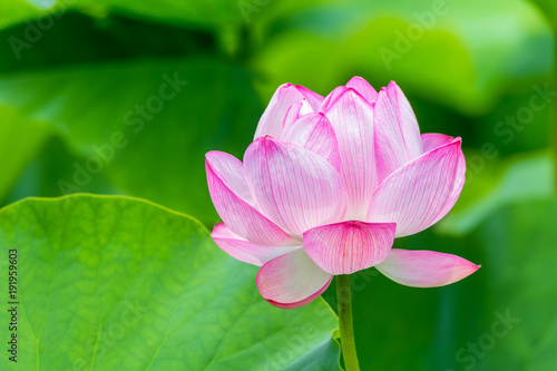 The Lotus Flower.Background is the lotus leaf.Shooting location is Yokohama  Kanagawa Prefecture Japan.