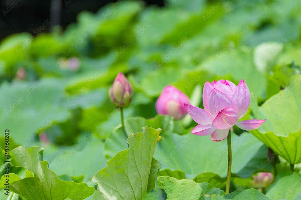 The Lotus Flower.Background is the lotus leaf and lotus bud and lotus flower and tree.Shooting location is Yokohama, Kanagawa Prefecture Japan. The Lotus Flower.Background is the lotus leaf and lotus bud and lotus flower and tree.Shooting location is Yokohama, Kanagawa Prefecture Japan.