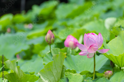 The Lotus Flower.Background is the lotus leaf and lotus bud  and lotus flower and tree.Shooting location is Yokohama  Kanagawa Prefecture Japan.