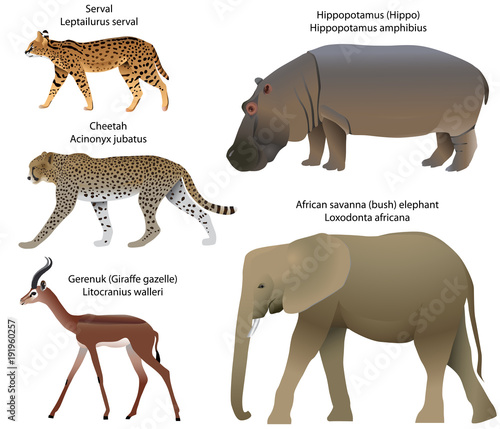 Collection of animals living in the territory of Africa  serval  cheetah  gerenuk  hippopotamus  african savanna elephant