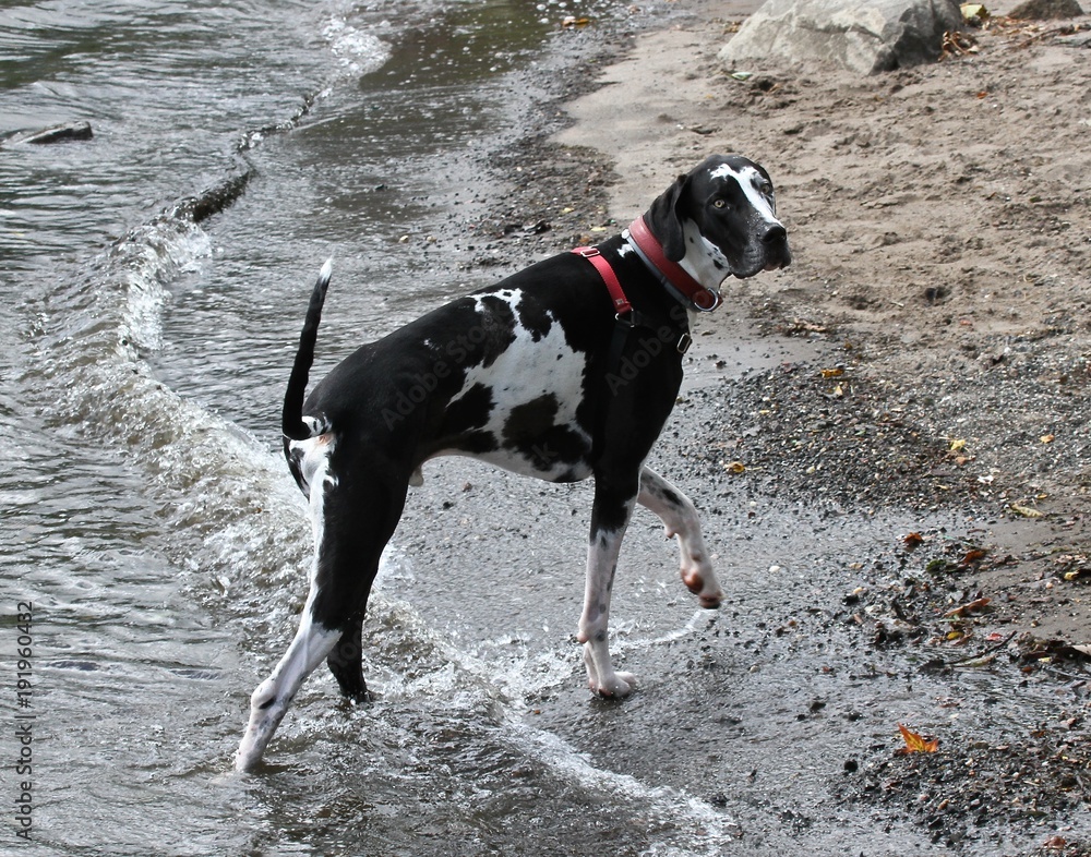 Dog in Red Collar