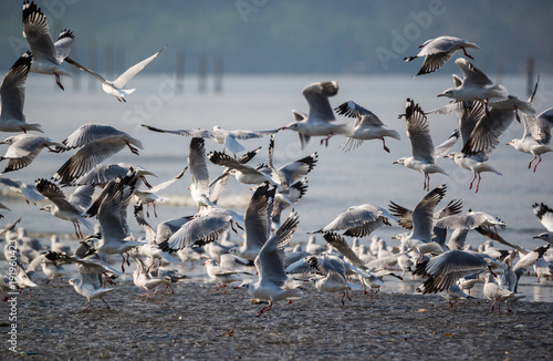 Brown Headed Gull - Chroicocephalus brunnicephalus