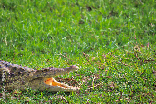 The nile crocodile