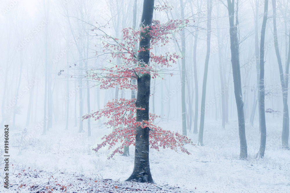 Naklejka premium Samotne drzewo z czerwonymi liśćmi w mglisty las