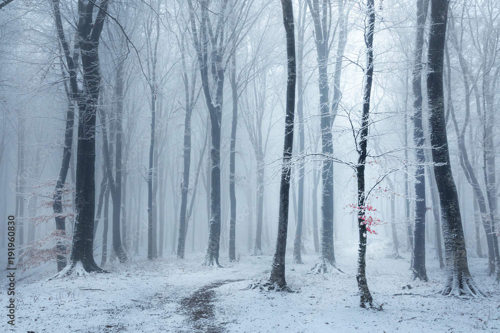 Naklejka premium Bajkowy las mglisty szlak w zimie, pokryte śniegiem