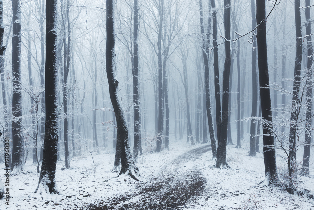 Fototapeta premium Foggy trail in winter forest