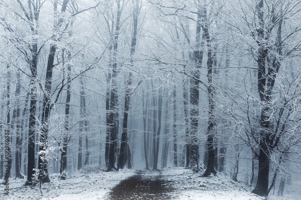 Fototapeta premium Foggy trail in winter forest