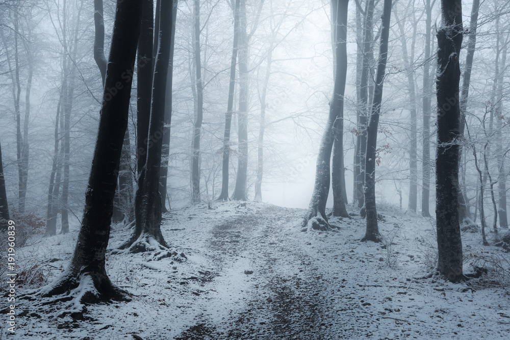 Fototapeta premium Foggy trail in winter forest