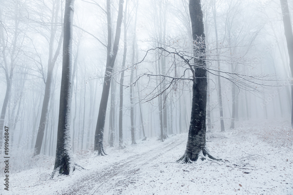 Obraz premium Beautiful tree in winter foggy forest