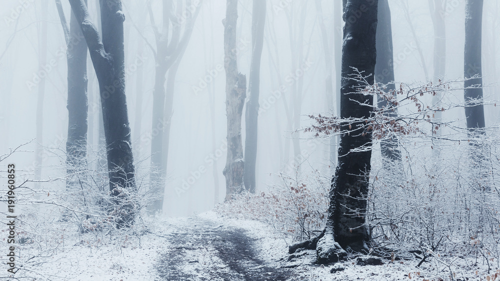 Obraz premium Dreamy misty trail in foggy winter forest