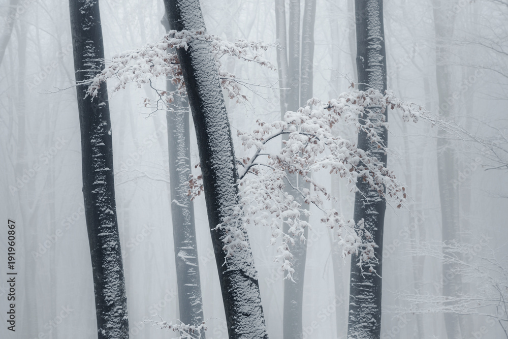 Fototapeta premium Foggy forest detail of trees covered in snow