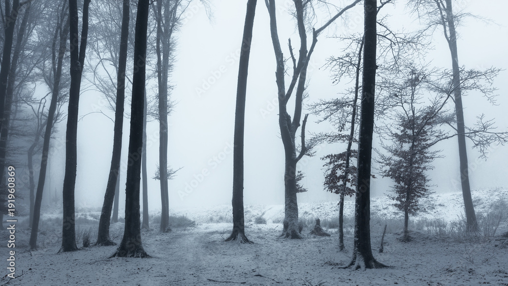 Obraz premium Fairy tale foggy trail in misty winter dark forest