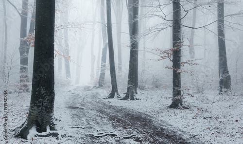 Fototapeta Naklejka Na Ścianę i Meble -  Foggy trail in winter forest