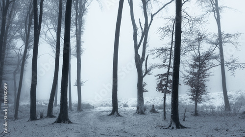 Fairy tale foggy trail in misty winter dark forest