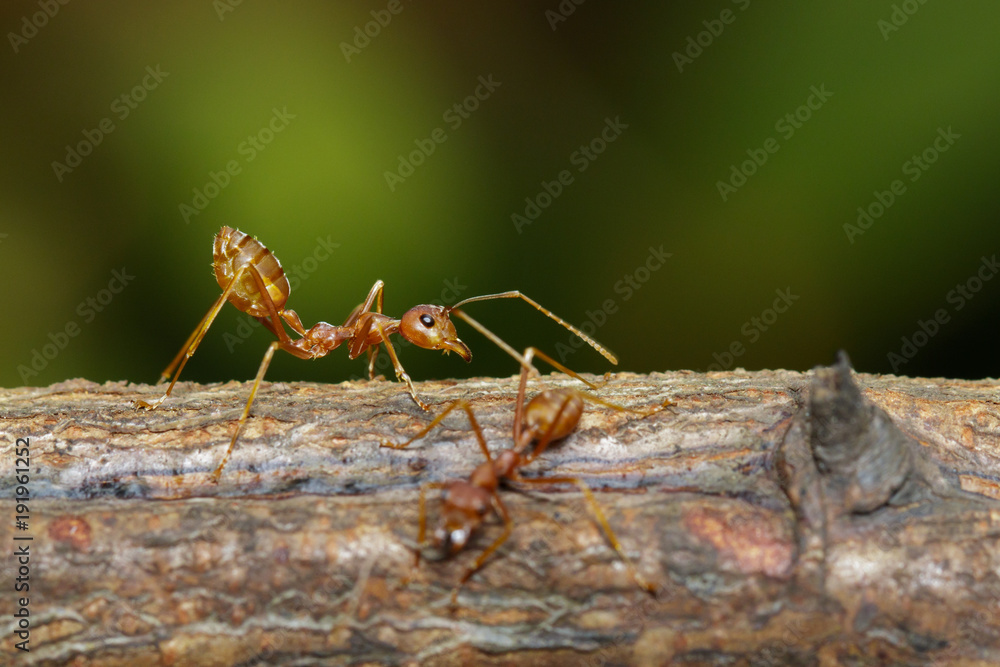 Image of red ant(Oecophylla smaragdina) on tree. Insect. Animal Image of red ant(Oecophylla smaragdina) on tree. Insect. Animal
