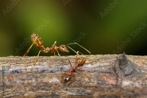 Image of red ant(Oecophylla smaragdina) on tree. Insect. Animal © yod67
