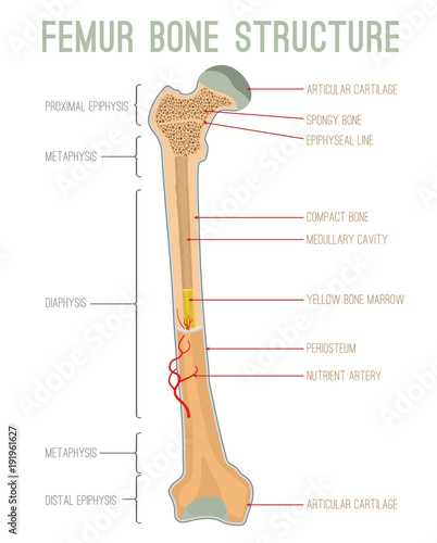 Femur Bone Structure