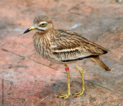 Stone-curlews (lat. Burhinidae) photo