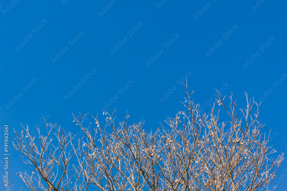 Abstract tree branches isolated on sky background
