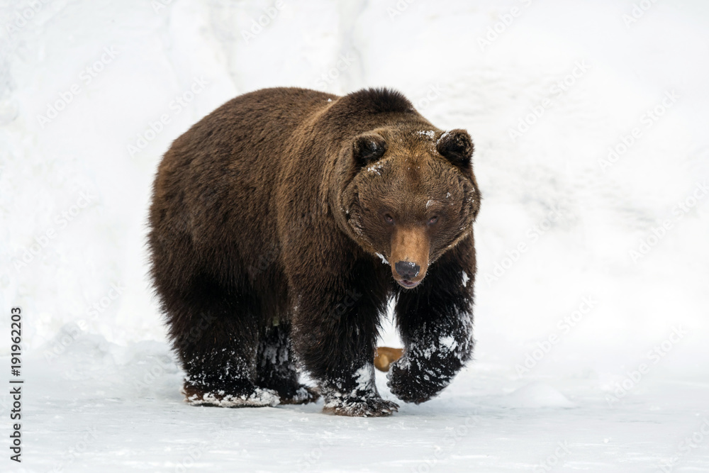 Obraz premium Dziki niedźwiedź brunatny w zimowym lesie