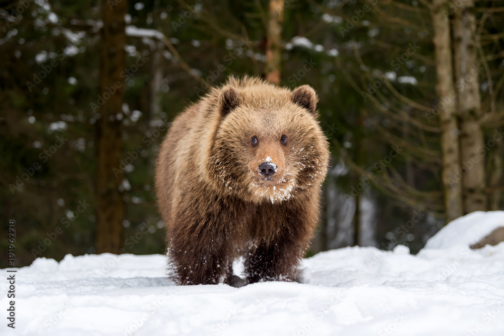 Obraz premium Wild brown bear cub closeup