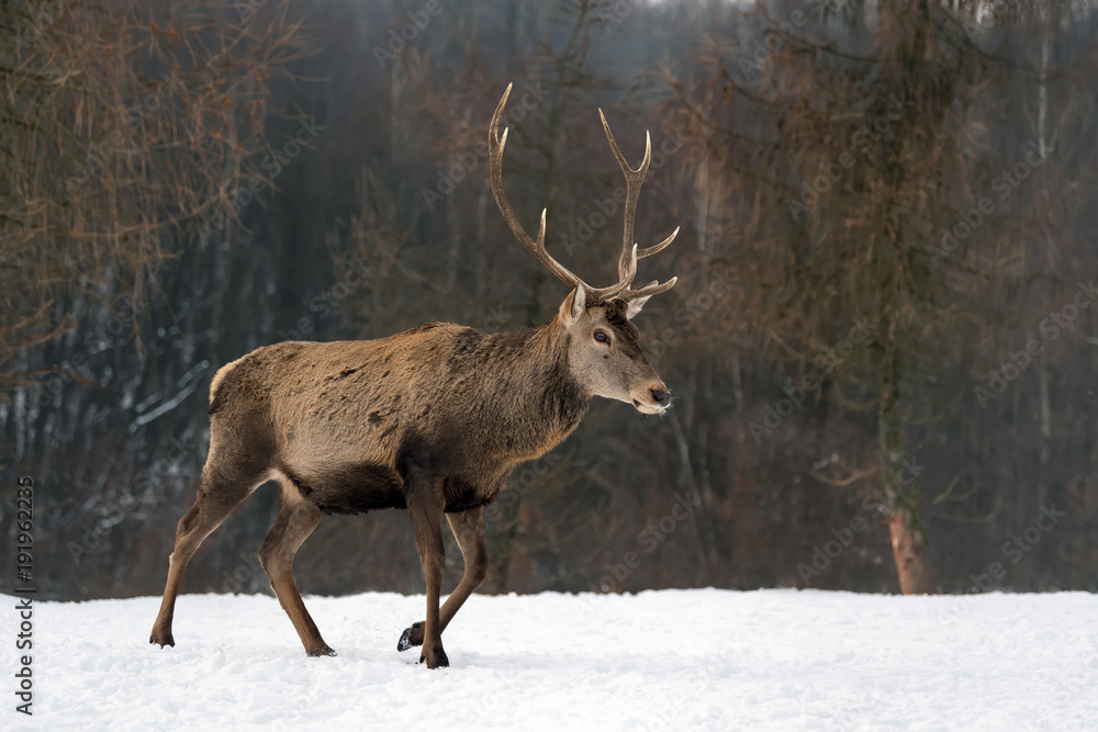 Red deer in winter forest