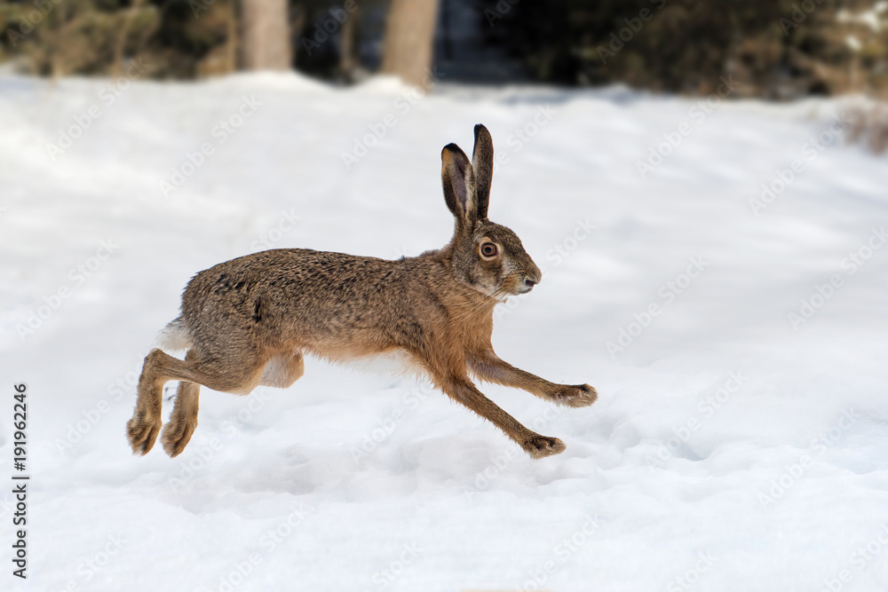 Obraz premium Zając biegający po lesie