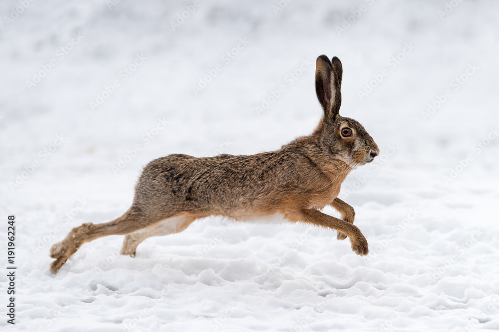 Obraz premium Hare running in the field