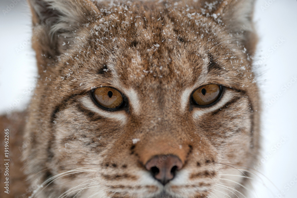 Obraz premium Lynx on the snow