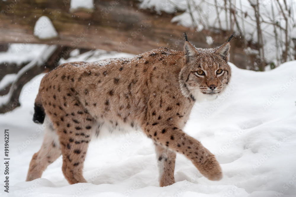 Fototapeta premium Lynx on the snow