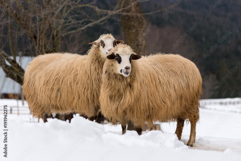 Fototapeta premium Sheep in winter time