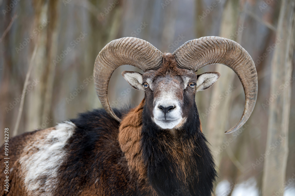 Mouflon, Ovis orientalis, forest horned animal in nature habitat Mouflon, Ovis orientalis, forest horned animal in nature habitat