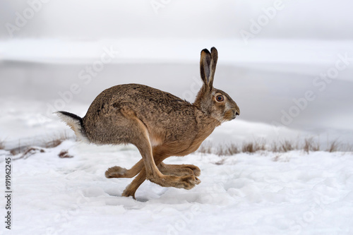 Fototapet Hare running in the field