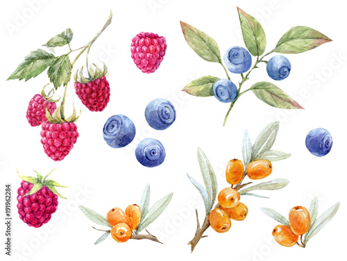 Fototapeta Naklejka Na Ścianę i Meble -  Watercolor forest berries