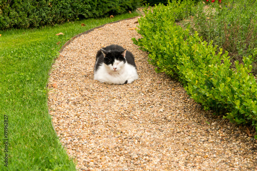 Leeping black and white cat in a garden photo
