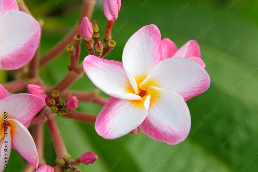 plumeria flower blooming on tree - flower color white, pink and yellow, spa flower plumeria flower blooming on tree - flower color white, pink and yellow, spa flower