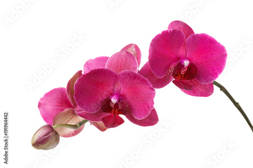Fototapeta Naklejka Na Ścianę i Meble -  Branch of blossoming orchid burgundy color isolated on white background