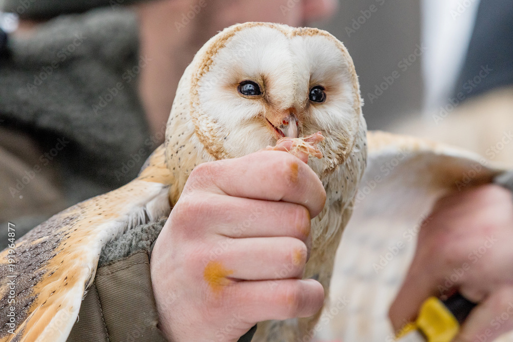 Eurasian Tawny Owl, Strix aluco, is fed from the hand of the falconer in the woods in the winter. Eurasian Tawny Owl flies her meat.