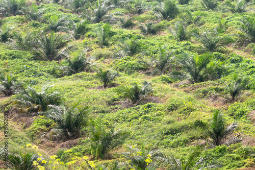 View of palm plantation at east asia.