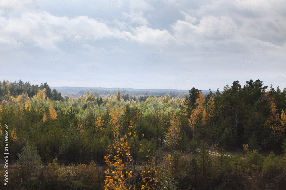 Fototapeta premium Colored trees in the autumn forest