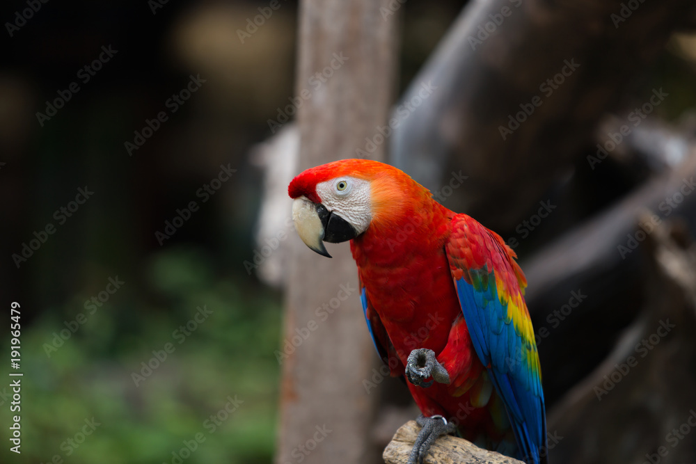 Portrait of colorful scarlet macaw parrot stand on timber in the zoo.