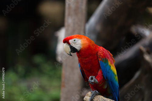 Portrait of colorful scarlet macaw parrot stand on timber in the zoo. © akelomongkol